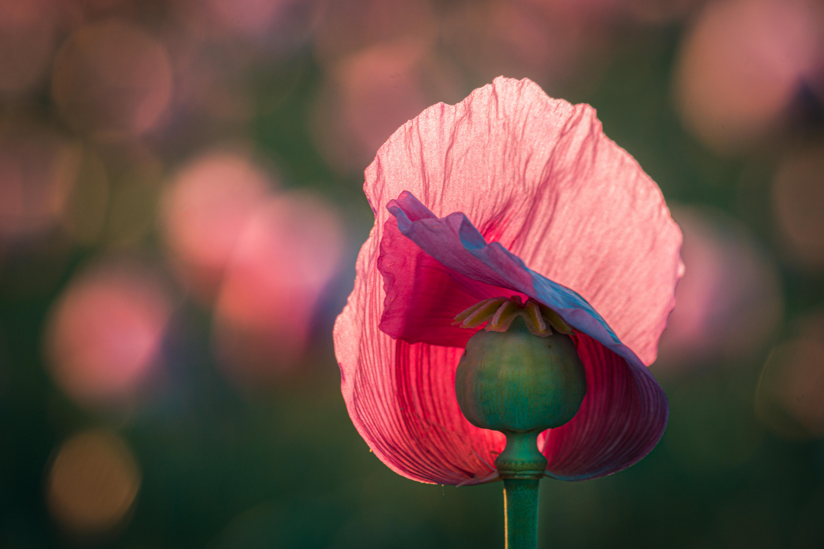 Purple Poppy