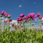 Purple Poppy