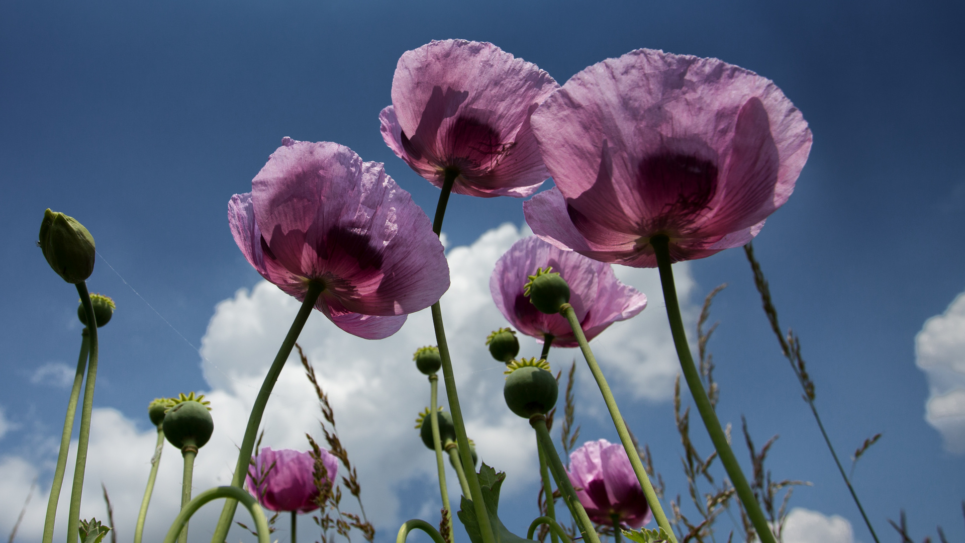 Purple Poppy