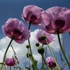 Purple Poppy