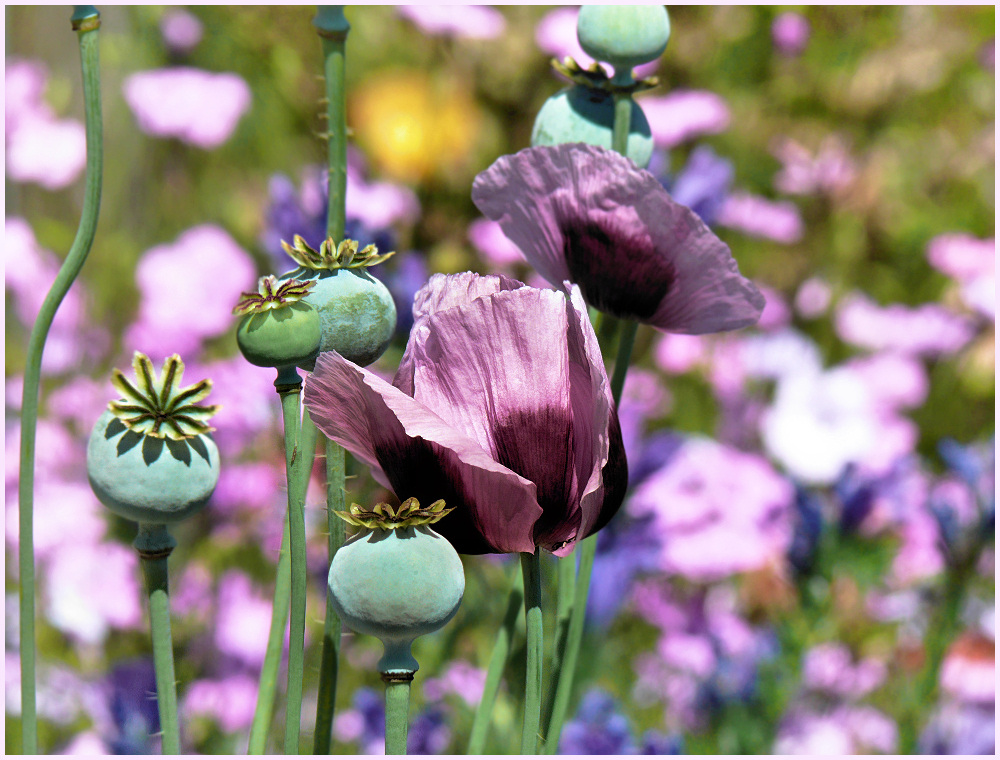 purple poppy flower photo image plants fungi lichens flowers