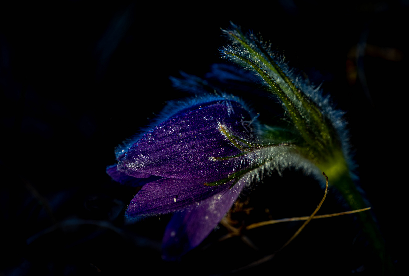 Purple Princess In The Darkness