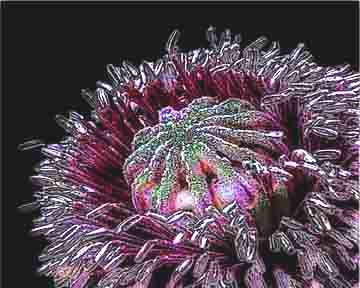 Purple Protea