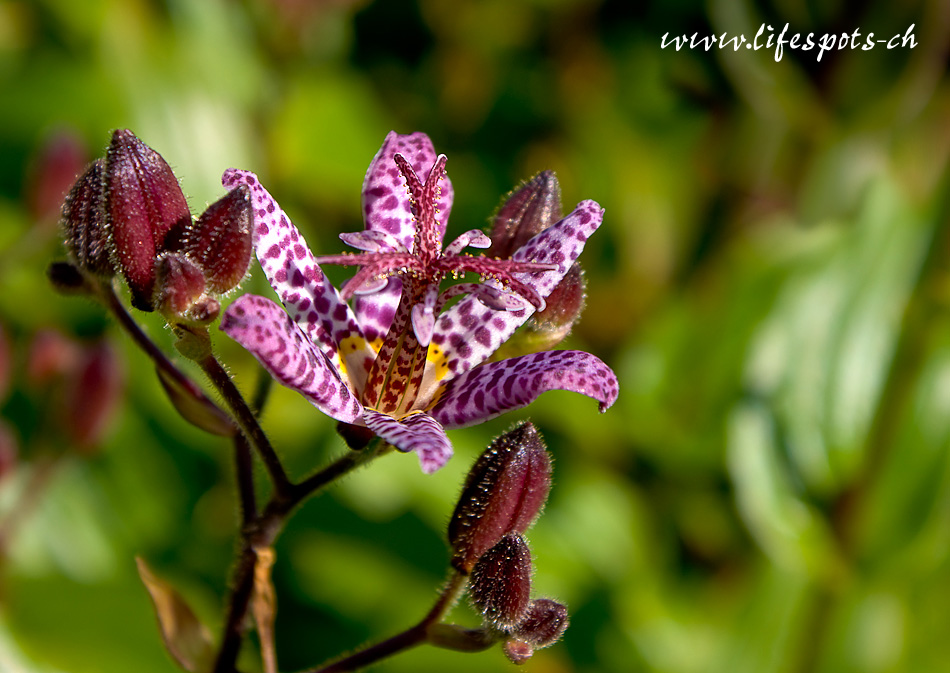 Purple Queen