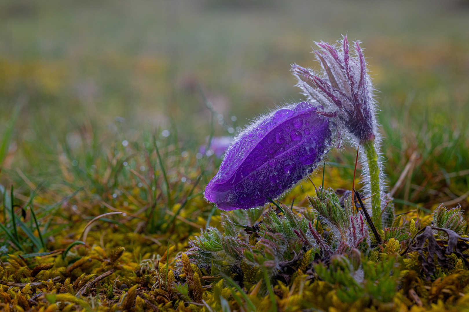 Purple Rain