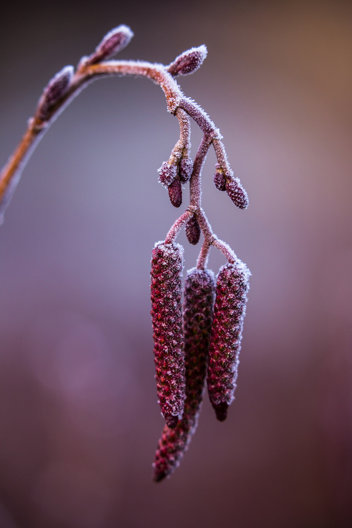 Purple Rain