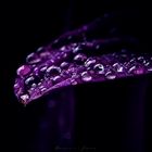 - Purple rain II -