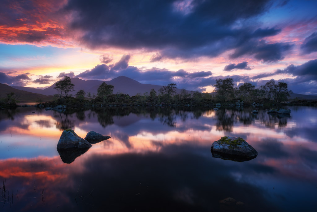 Purple Reflections