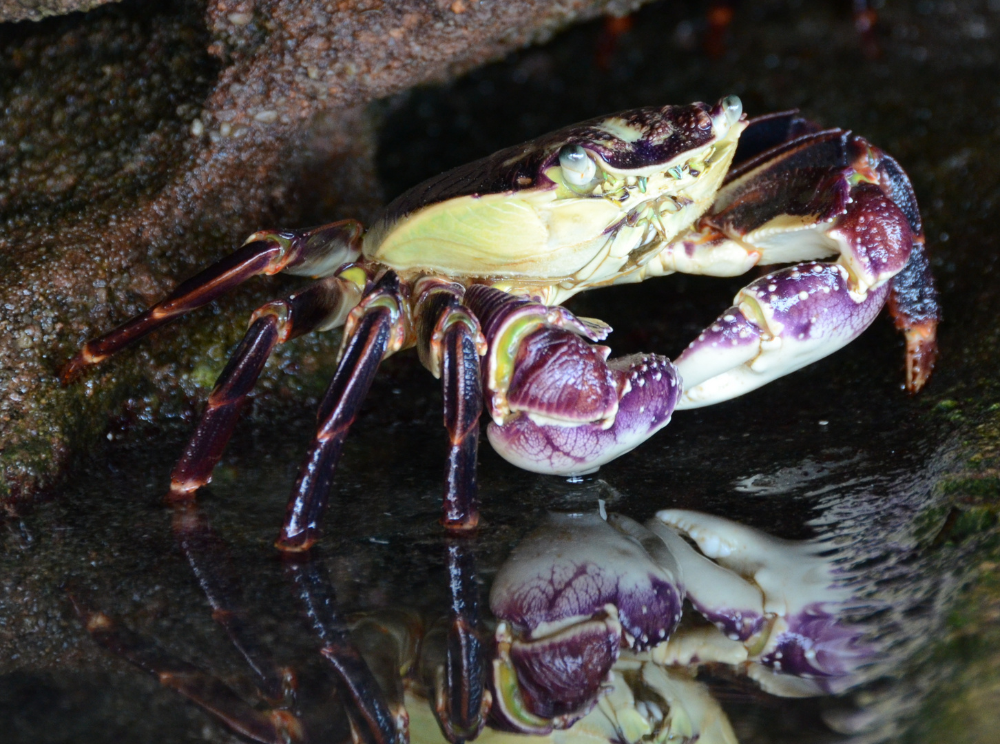 Purple Rock Crab