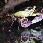 Purple Rock Crab