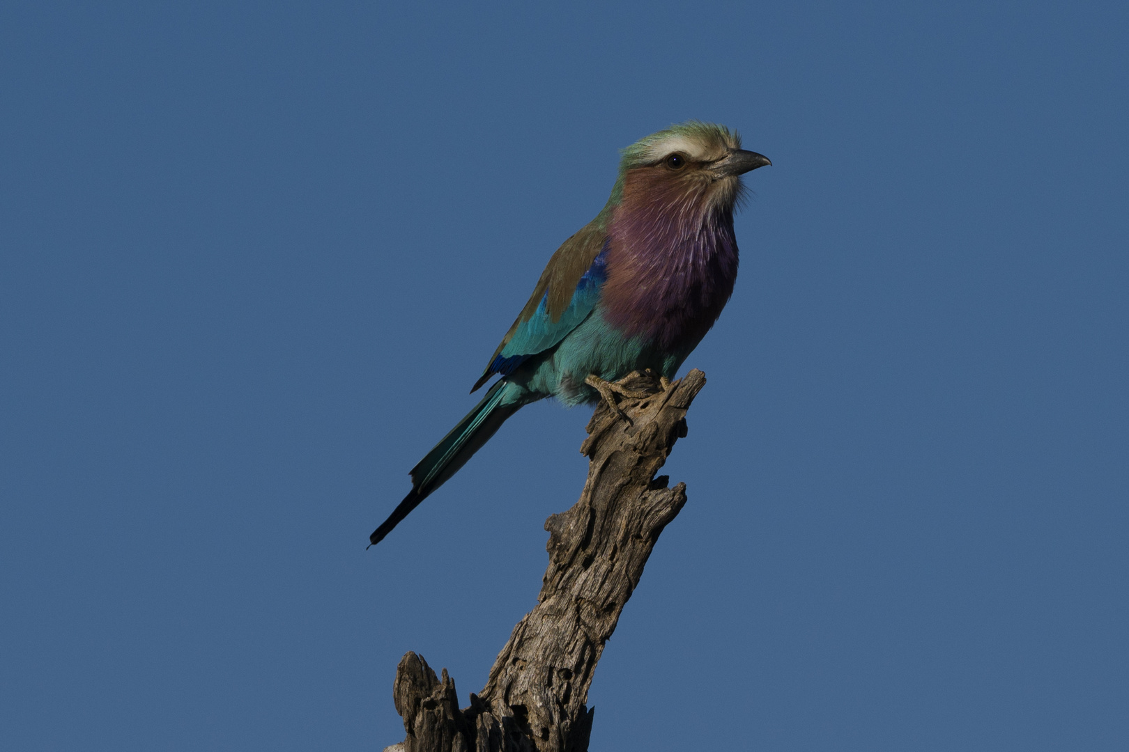 Purple Roller