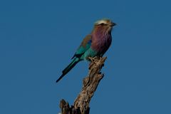 Purple Roller