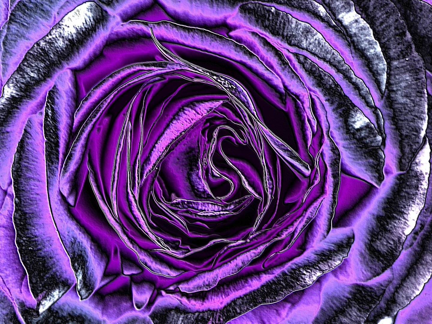 Purple Rose