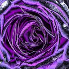 Purple Rose