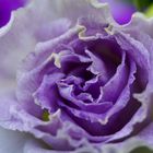  purple rose