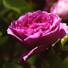 Purple Rose