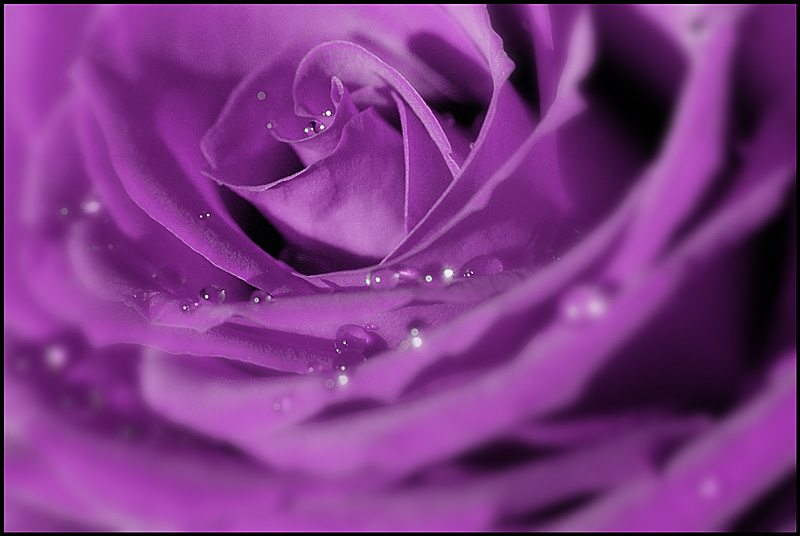 Purple Rose