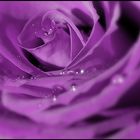 Purple Rose