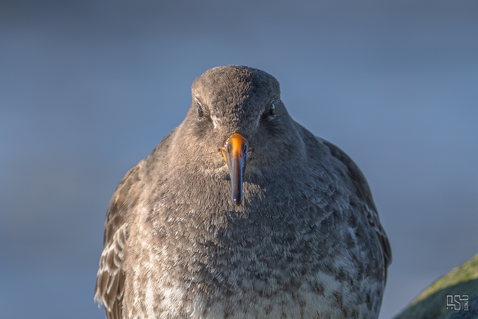 Purple Sandpiper