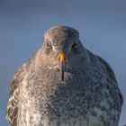 Purple Sandpiper