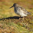 Purple Sandpiper