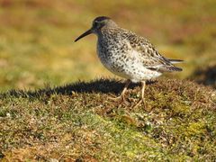 Purple Sandpiper