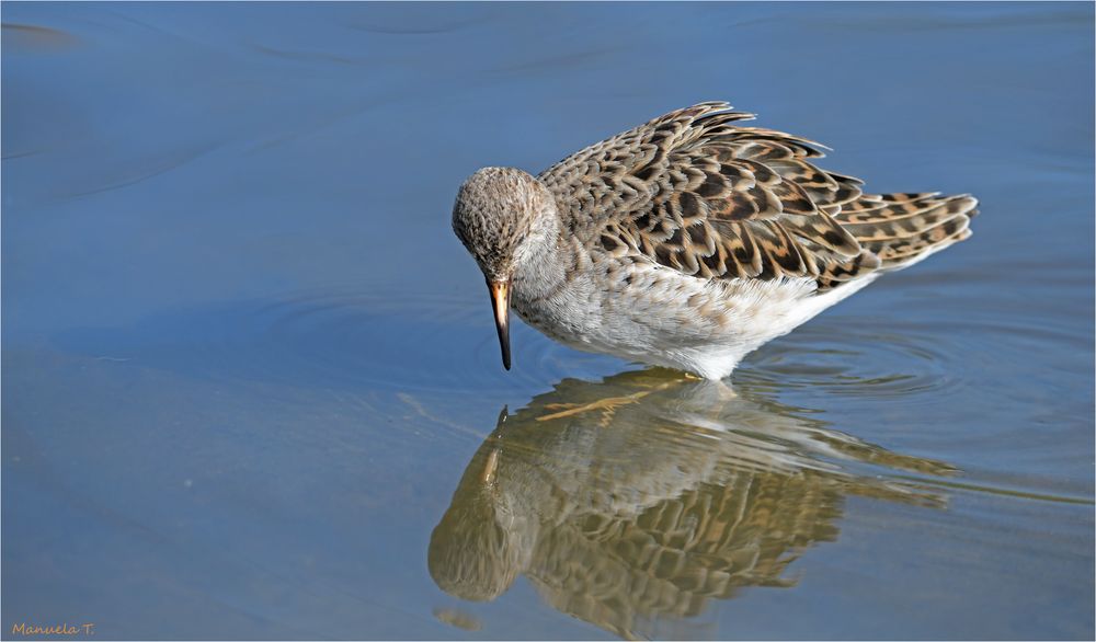 Purple sandpiper