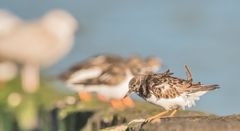 Purple sandpiper - Strandläufer