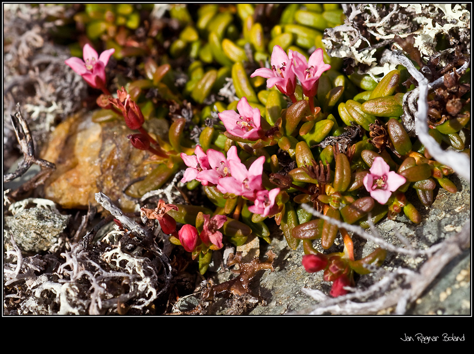 Purple Saxifrage