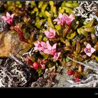 Purple Saxifrage