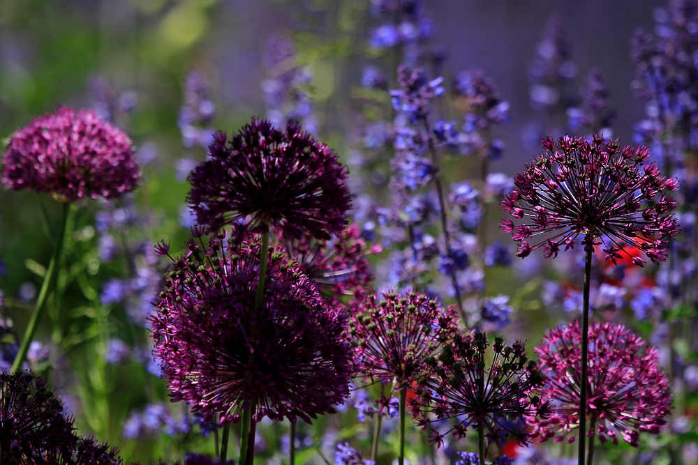 'Purple Sensation'.