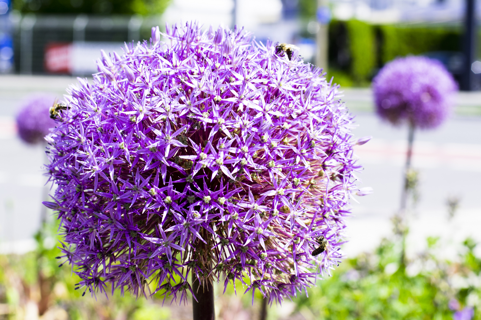 Purple Sensation in der Stadt