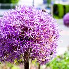 Purple Sensation in der Stadt