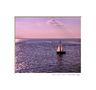 Purple Senset Sail von Stefan S. Mosley