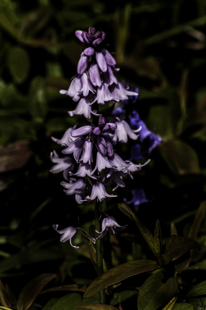 Purple shaded Bluebelll 2024