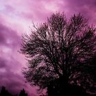 purple sky