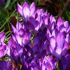 Purple Spring Crocus