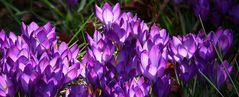 Purple Spring Crocus