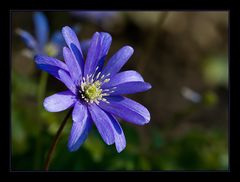 Purple spring flower...