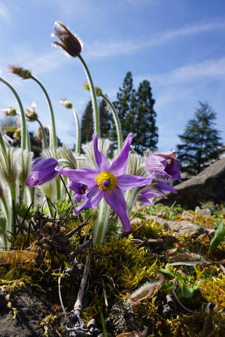 Purple Star