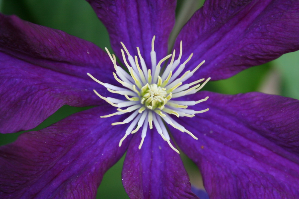 purple star ....