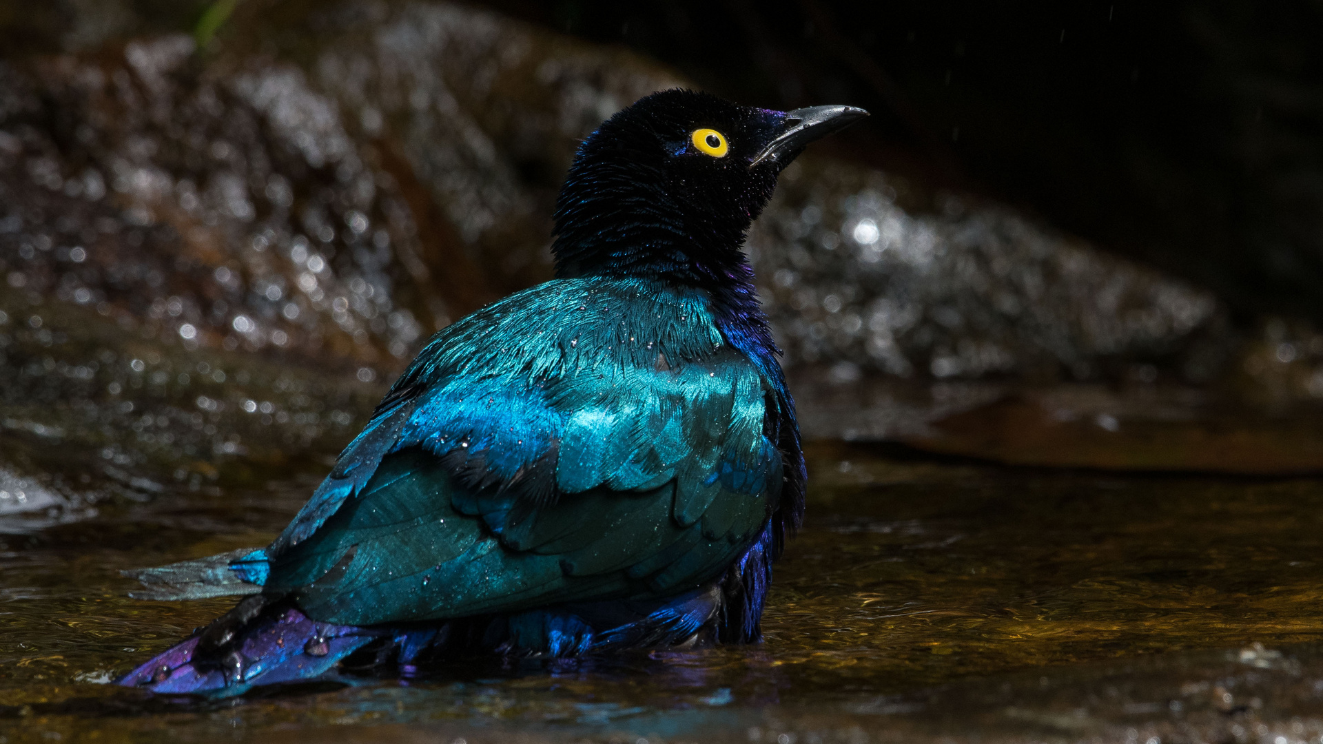 Purple Starling