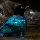 Purple Starling