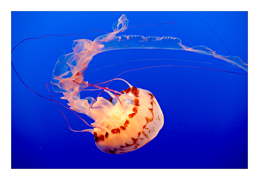 Purple Striped Jelly