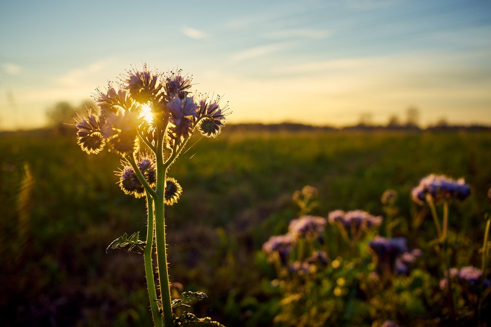 Purple Sunset