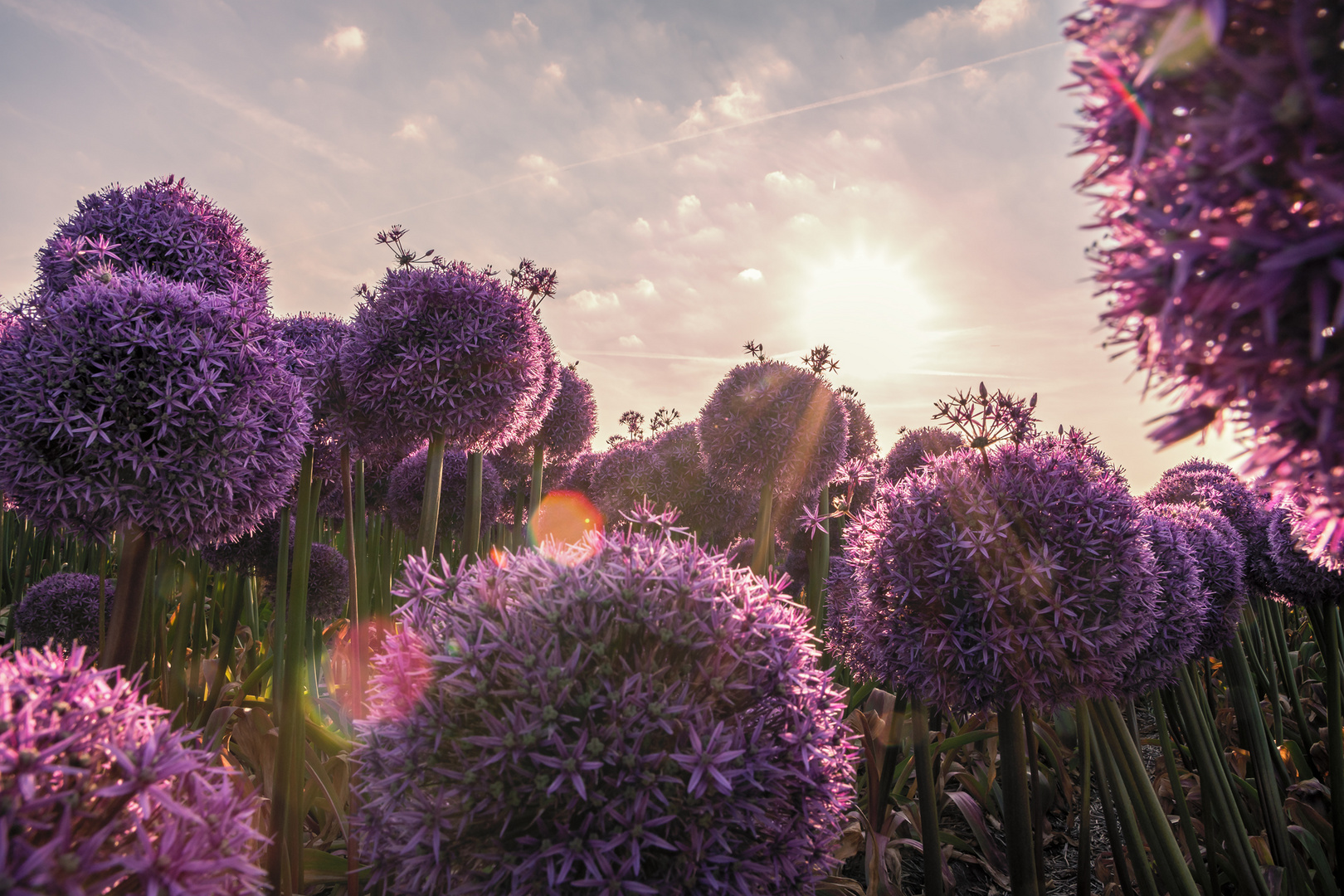 Purple Sunset