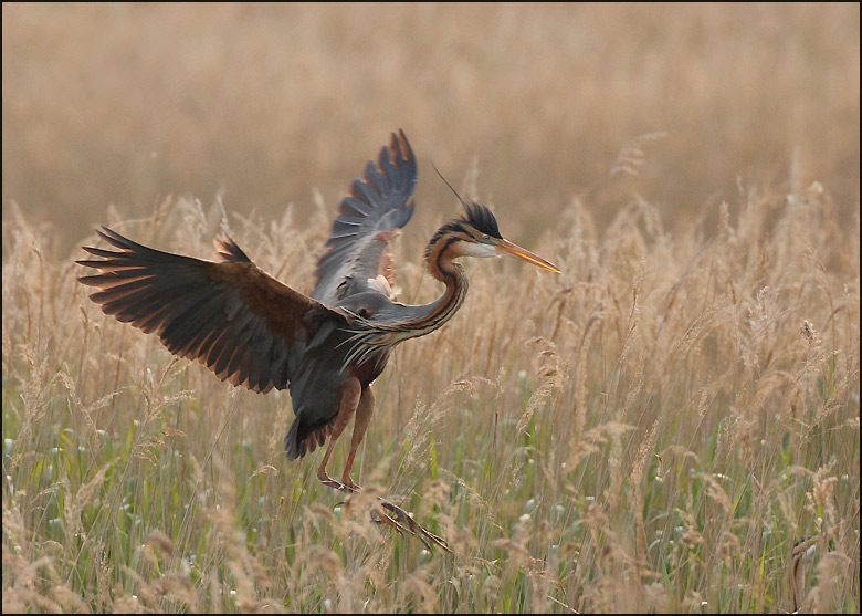 Purple sunset with a purple heron