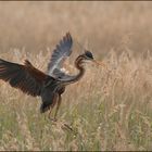 Purple sunset with a purple heron