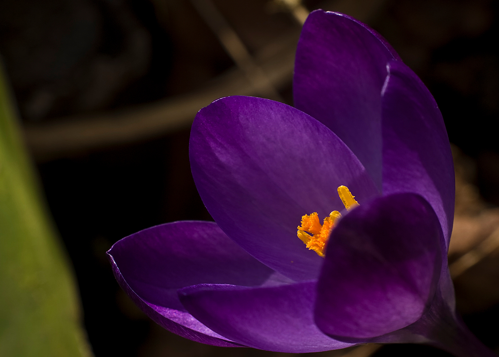 purple surronding yellow von Jörg Klüber 