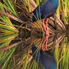 Purple swamphen